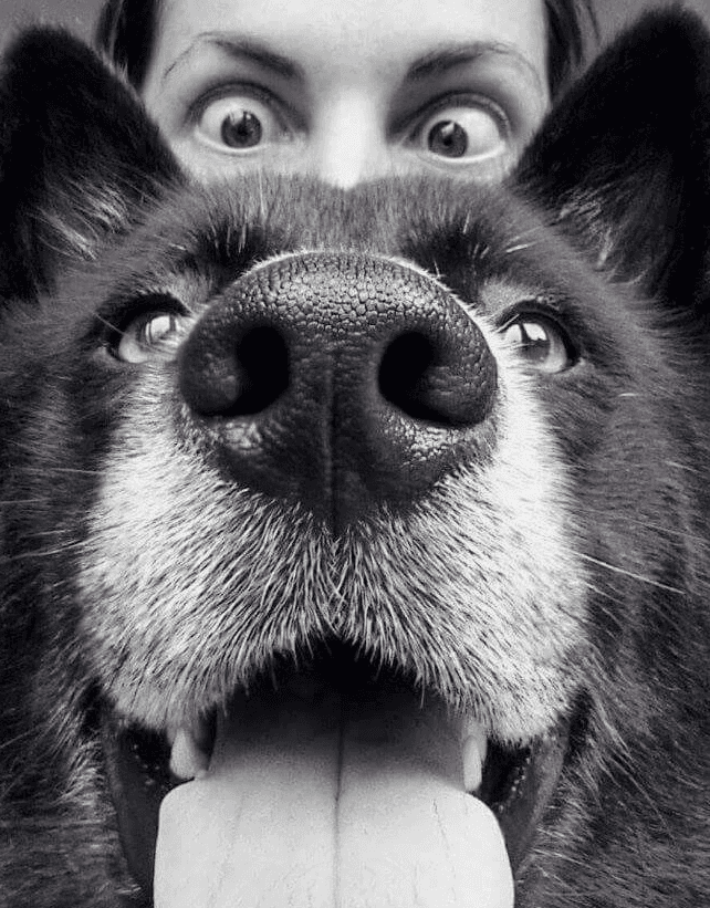 Close-up of a dog's face with a person looking shocked behind it