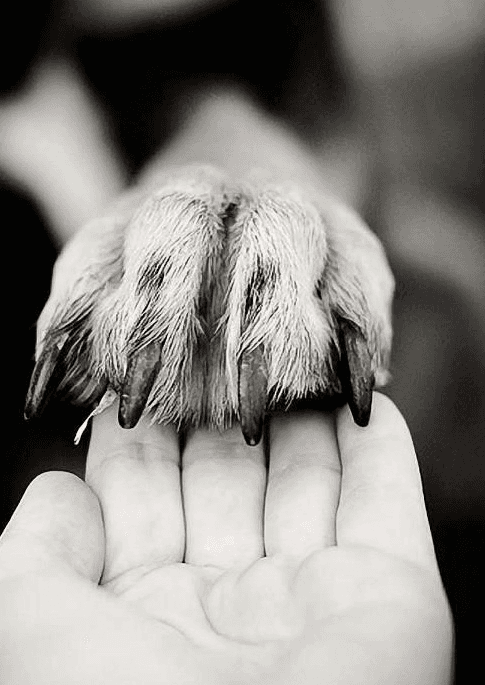 A paw resting on an open hand