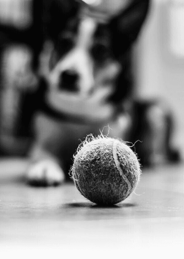 Close-up of a worn tennis ball on the floor with a dog in the background