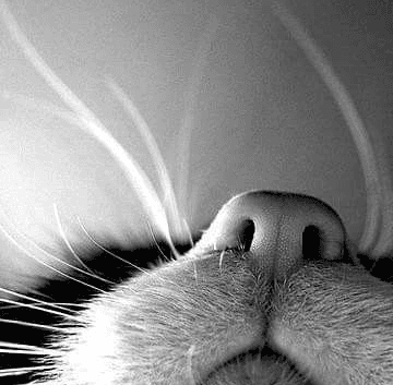 Close-up of a cat's nose and whiskers