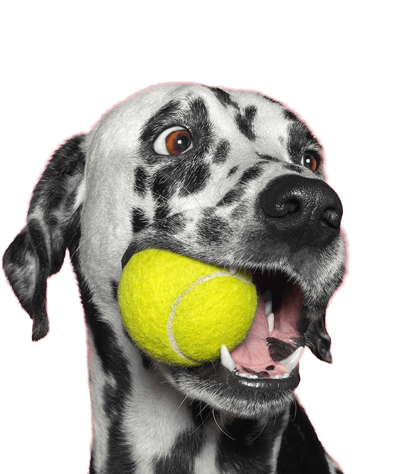 Dalmatian catching a tennis ball