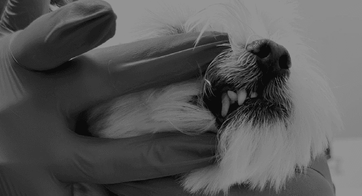 Veterinary dental care