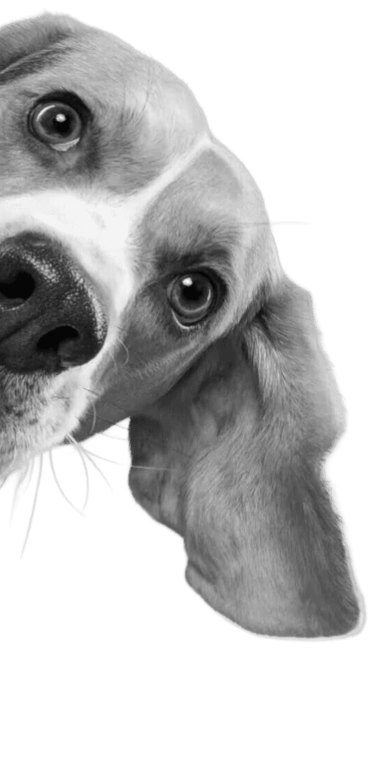 Close-up of a dachshund face in black and white