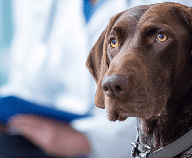 Chocolate Labrador at the vet