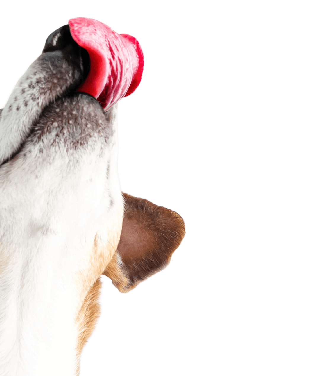 Dog licking its lips