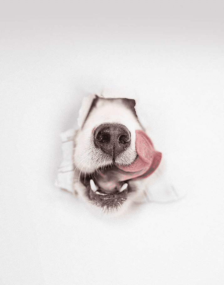 Dog nose peeking through paper