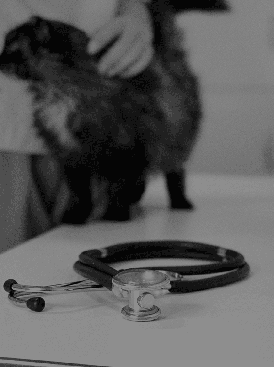 Stethoscope on table with pet in background