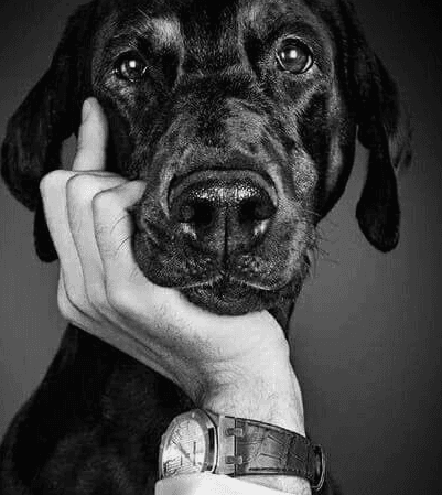Close-up black and white portrait of a dog