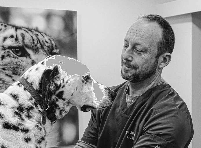 Veterinarian caring for a Dalmatian in a Paws & Co clinic