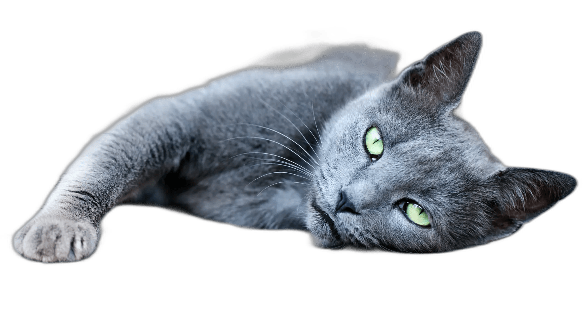Grey cat with green eyes lying down