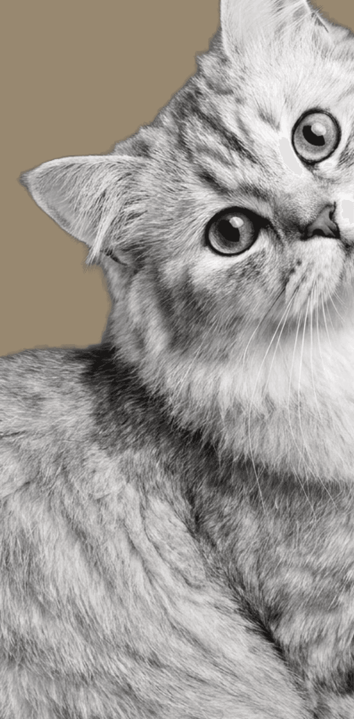 British Shorthair cat portrait